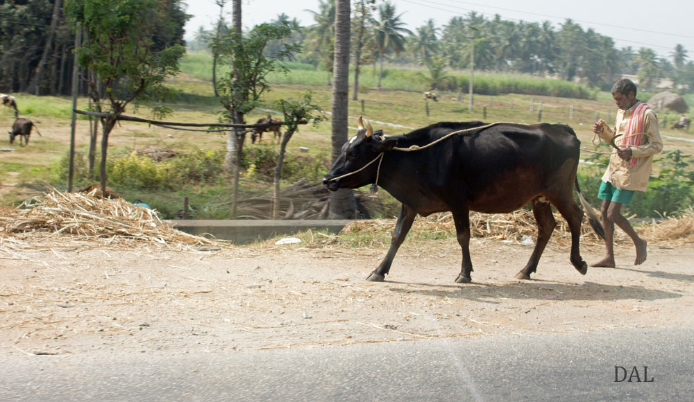 2015_01_India_08_road to Mysore_028