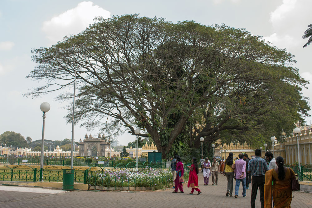 2015_01_India_09_Mysore_palace_068