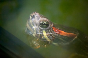 черепахи_007