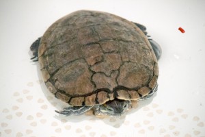 черепахи_009