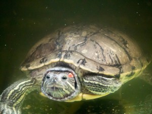 черепахи_020
