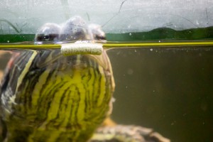 черепахи_028