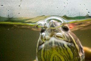 черепахи_029